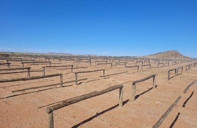 Kgodiso Development Fund invests R28 million in the Northern Cape Raisin industry